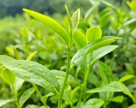 上海高端品茶🍵隐藏在闹市中的静谧茶境究竟在哪？